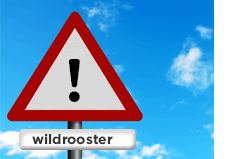 wildrooster wildrooster